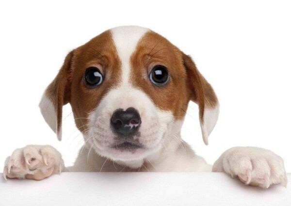 Pohlednice 3D - Jack russel