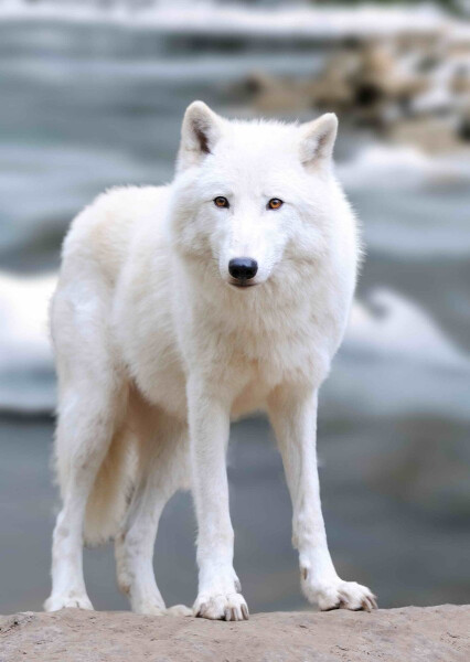 Pohlednice 3D Vlk arktický