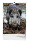 Nástěnný kalendář 2026 Baloušek - Myslivecký