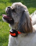 Dog Trace D-control professional 1000 mini oranžová