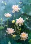 Puzzle Cherry Pazzi 1000 dílků - Bílý lotus (White Lotus)