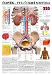 Plakát - Člověk - vylučovací soustava
