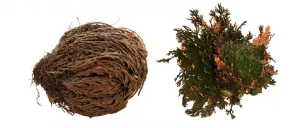 Lucky Reptile Rose of Jericho 50 g FP-64210