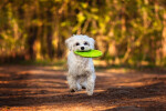 Soar plastové frisbee pro psa | 18 cm Barva: Fialová, Rozměr (cm): 18