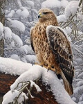 Diamantový obrázek - Orel v zimní krajině 30x40 cm