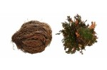 Lucky Reptile Rose of Jericho 50 g FP-64210