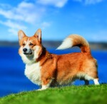 Nástěnný poznámkový kalendář 2026 Helma - Dogs