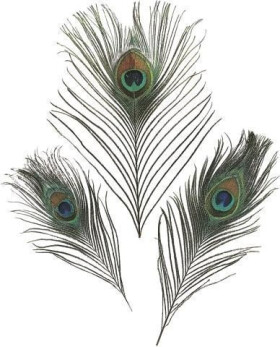 Dekorativní peříčka