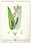 Nástěnný kalendář 2027 Notique Vintage herbář, 33 × 46 cm