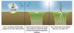 Barenbrug SOS Kg