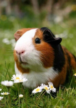 Pohlednice 3D - Morče