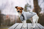 DogBaby bavlněná mikina pro psa Barva: Červená, Délka zad (cm): 25, Obvod hrudníku: 30 - 36 cm