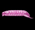 Libra Lures Goliath Pink Pearl,Libra Lures Goliath Pink Pearl