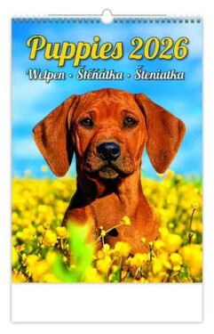 Kalendář nástěnný 2026 - Puppies/Welpen/Štěňátka/Šteniatka