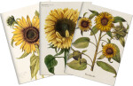 Sada tří notýsků Sunflowers