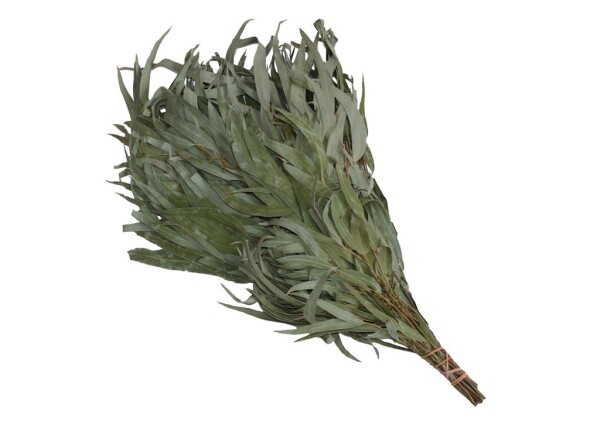 Saunová metlička, eukalyptus