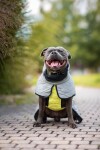 BullFit zimní bunda pro psa Barva: Šedá, Délka zad (cm): 37, Obvod hrudníku: 54 - 60 cm
