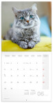 Nástěnný poznámkový kalendář 2026 NOTIQUE - Kočky, 30 x 30 cm