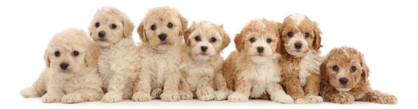 Záložka 3D Sedm štěňat