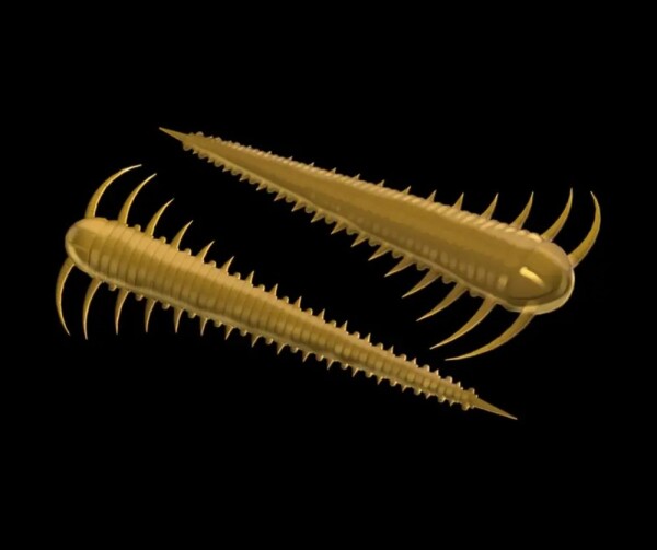 Libra Lures Červ Slayzur 55 12ks - Coffee Milk 036,Libra Lures Červ Slayzur 55 12ks - Coffee Milk 036