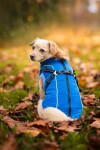 Stuart obleček pro psa na zip Barva: Černá, Délka zad (cm): 25, Obvod hrudníku: 34 - 36 cm