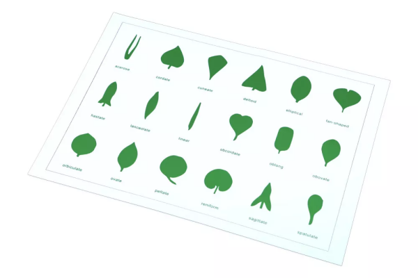 Moyo Montessori Moyo Montessori Tvary listů (karta)