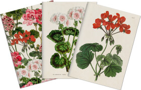 Sada tří notýsků Geranium