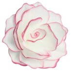 Dekorace oplatková - Růže MAXI bílá, růžový okraj 12,5 cm