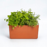 Truhlík Berberis 40 cm