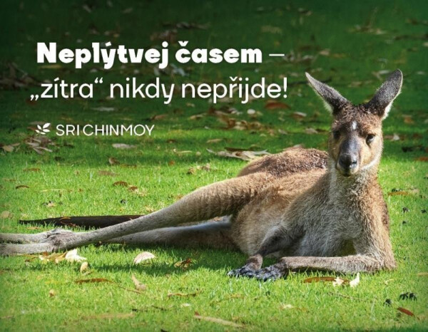 Magnet na lednici Neplýtvej časem - Sri Chinmoy