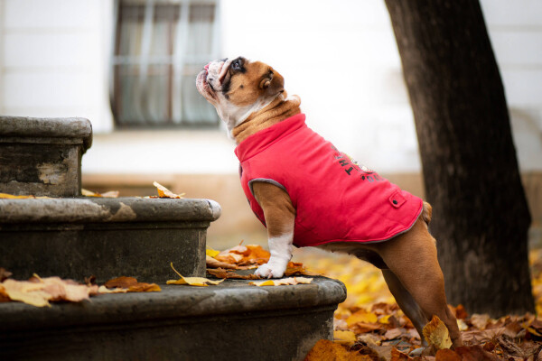 Bulldog zimní bunda pro psa Barva: Červená, Délka zad (cm): 25, Obvod hrudníku: 34 - 40 cm