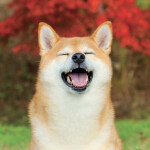 Nástěnný kalendář poznámkový 2027 Notique Happy Doge, 30 x 30 cm