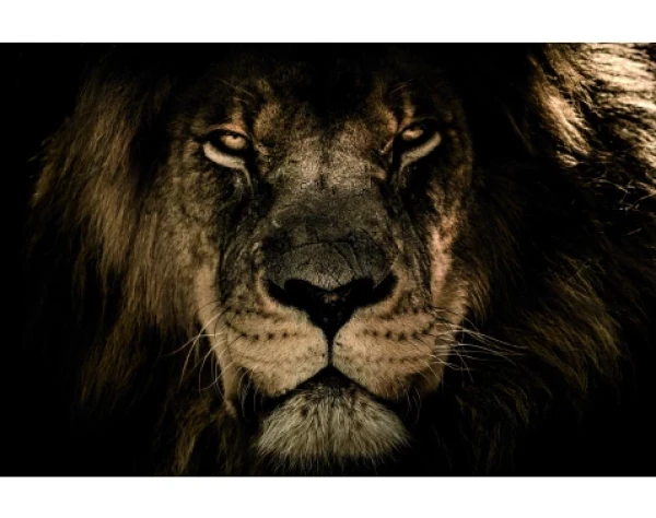 Obraz na plátně V očích lva, 118x78 cm