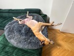 Nessie chlupatý pelech pro psa Barva: Barevná, Rozměr (cm): 65