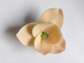 Dortisimo Cukrová magnolie broskvová (9 ks)