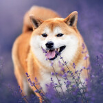 Nástěnný kalendář poznámkový 2027 Notique Happy Doge, 30 x 30 cm