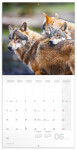 Poznámkový kalendář Vlci 2025, 30 30 cm