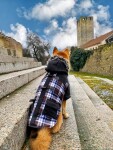 Tobi károvaná bunda pro psa Barva: Černá, Délka zad (cm): 26, Obvod hrudníku: 35 - 38 cm