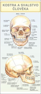 Kostra svalstvo člověka Barbora Dančová