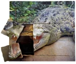 Just Jigsaws 641 Krokodýl a jeho životní cyklus - dřevěné vrstvené puzzle