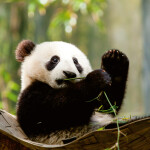 Nástěnný poznámkový kalendář 2026 NOTIQUE - Pandy, 30 x 30 cm