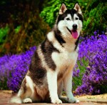Nástěnný poznámkový kalendář 2026 Helma - Dogs
