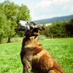 Dog Trace D-control professional 1002 oranžová