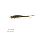Zeck Gumová nástraha BA Shaky Sneaker 8cm 9ks - Dark Goby,Zeck Gumová nástraha BA Shaky Sneaker 8cm 9ks - Dark Goby