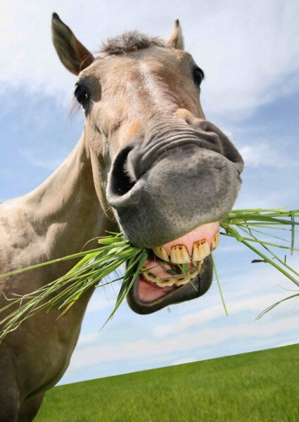 Pohlednice 3D Smějící se kůň