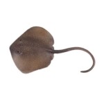 C - Figurka Rejnok Trnucha východní 18,5 cm