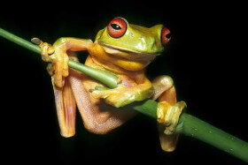 Pohlednice 3D Rosnice červenooká