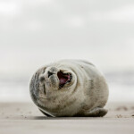 Nástěnný poznámkový kalendář 2026 NOTIQUE - Úsměv, prosím, 30 x 30 cm