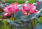 Puzzle 500d. Cherry Pazzi Růžový květ lotusu