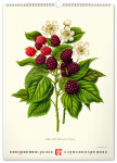 Nástěnný kalendář 2027 Notique Vintage herbář, 33 × 46 cm